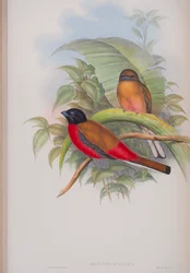 Harpactes Duvauceli, tábla a John Gould által 1862-73-ban kiadott The Birds of Great Britain (kézi színes litográfia) című kötetből.
