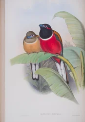 Harpactes Kasumba, tábla a John Gould által 1862-73-ban kiadott The Birds of Great Britain (kézi színes litográfia) című kötetből.