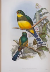 Harpactes Reinwardti, tábla a John Gould által 1862-73-ban kiadott The Birds of Great Britain (kézi színes litográfia) című kötetből.