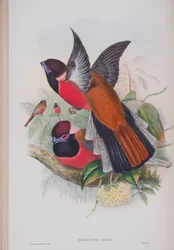 Harpactus Diardi, tábla a John Gould által 1862-73-ban kiadott The Birds of Great Britain (kézi színes litográfia) című kötetből.