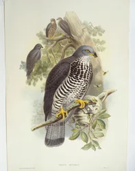 Mézes ölyv (Pernis apivorus), illusztráció