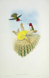 Kolibri, Walter és Cohen metszet