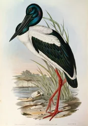 Illusztráció John Gould "Ausztrália madarai" című művéből, amely az Ephippiorhynchus asiaticus feketenyakú gólyát ábrázolja,