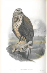 Archibuteo Lagopus (durva lábú ölyv) illusztrációja
