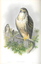 Illusztráció: Buteo Vulgaris (közönséges ölyv)