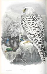 Illusztráció: Falco Candicans (Greenland Falcon Dark Race)