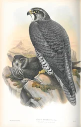 Illusztráció: Falco Gyrfalco (norvég Gyrfalcon)