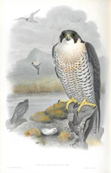 Falco Peregrinus (Peregrine Falcon) illusztrációja