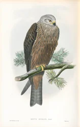 A Milvus migrans (barna rétihéja) illusztrációja