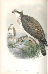 Illusztráció: Pandion Haliaetus (Osprey)