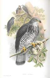 Pernis Apivorus (Mézesölyv) illusztrációja