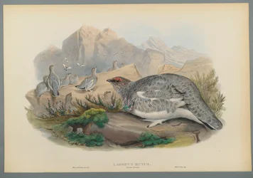 Lagopus Mutus, őszi tollazat: Common Ptarmigan (színes lito szőtt papíron)
