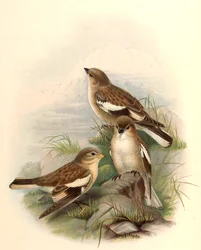 Montifringilla adamsi