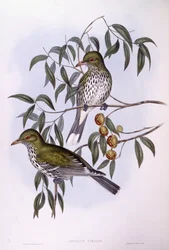 Olívahátú oriole (Oriolus sagittatus), John Gould metszete