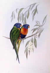 Díszes lórika (Trichoglossus ornatus), John Gould metszete
