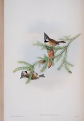Parus cristatus, tábla John Gould Nagy-Britannia madarai című művéből, kiadva 1862-73