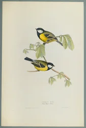 Parus Major: széncinege (színes litó szőtt papíron)