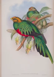 Pharomacrus Auriceps, John Gould The Birds of Great Britain tányérja, 1862-73 között (kézzel színezett litho)