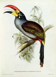 Pteroglossus hypoglaucus a Tropical Birds című műből