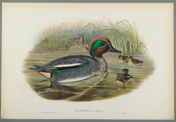 Querquedula Crecca: Kékeszöld (színes litho szőtt papíron)