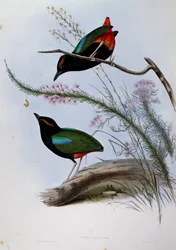 Szivárvány Pitta (Pitta írisz), metszet a Birds of Australia-ból
