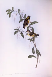Vörös szemöldökű pardalote (Pardalotus rubricatus), John Gould metszete
