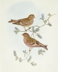 Rosy Finch (Erythrospiza incarnata), John Gould metszete