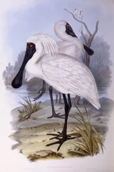 Királyi kanalascsőrű (Platalea regia), John Gould metszete