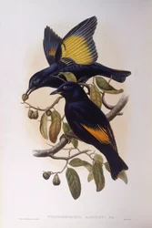 Szatén bowerbird (Ptilonorhynchus violaceus), John Gould metszet