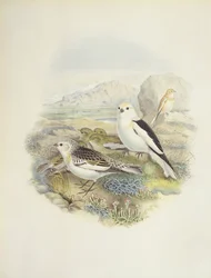 Hósármány (Plectrophenax nivalis), illusztráció