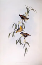 Foltos pardalote (Pardalotus punctatus), John Gould metszete