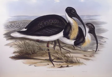 Szalmanyakú íbisz (Threskiornis spinicollis), John Gould metszet