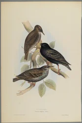 Sturnus Vulgaris - Starling (színes lito szőtt papíron)