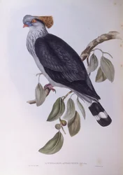 Csúcsgalamb (Lopholaimus antarcticus), John Gould metszete