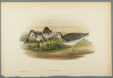 Totanus Glareola - Wood Sandpiper (színes lito szőtt papíron)