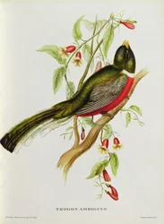 Trogon Ambiguus a „Trópusi madarak”-ból, 19. század (színes litho)
