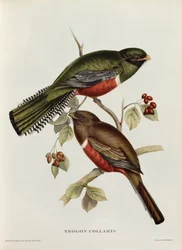 Galléros trogon a „Trópusi madarak” című műből, 19. század