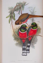 Trogon Personatus, lemez a The Birds of Great Britain-ből, John Gouldtól, 1862-73 között (kézzel színezett litó)