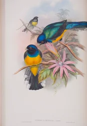 Trogon Ramoniana, tányér a The Birds of Great Britain-ből, John Gouldtól, 1862-73 (kézzel színezett litho)