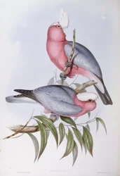 Lila nyakú lory (Eos squamata), metszet John Gouldtól