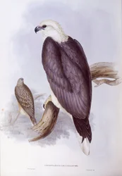 Fehérhasú halasas (Haliaeetus leucogaster), John Gould metszet