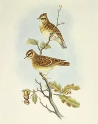 Pacsirta (Lullula arborea), John Gould metszete