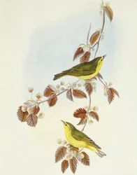 Erdei poszáta (Phylloscopus sibilatrix), John Gould metszete