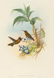 Clytolaema aurescens (Banded Ruby vagy Gould