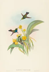 Damophila amabilis (kékmellű kolibri)
