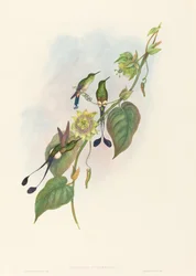 Spathura underwoodi (fehérlábú ütőfarkú)