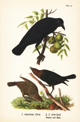 amerikai varjú, Corvus brachyrhynchos 1 és barna fejű tehénmadár, Molothrus ater, nőstény 2 és hím 3