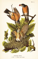 Amerikai vörösbegy, Turdus migratorius, hím 1, nőstény 2 és fióka fészekben