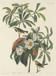 Bachman pacsirta