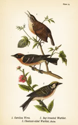 Karolina ürge, Thryothorus ludovicianus 1, öblös poszáta, Setophaga castanea 2, gesztenyeszárnyú poszáta, Setophaga pensylvanica 3